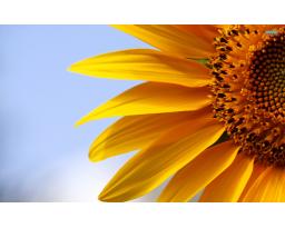 Sunflower Auction Company